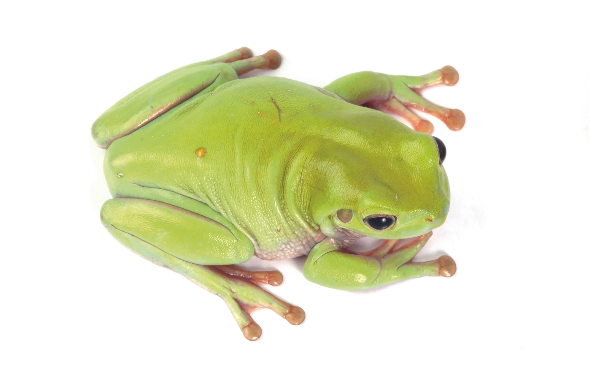 green-tree-frog.jpg