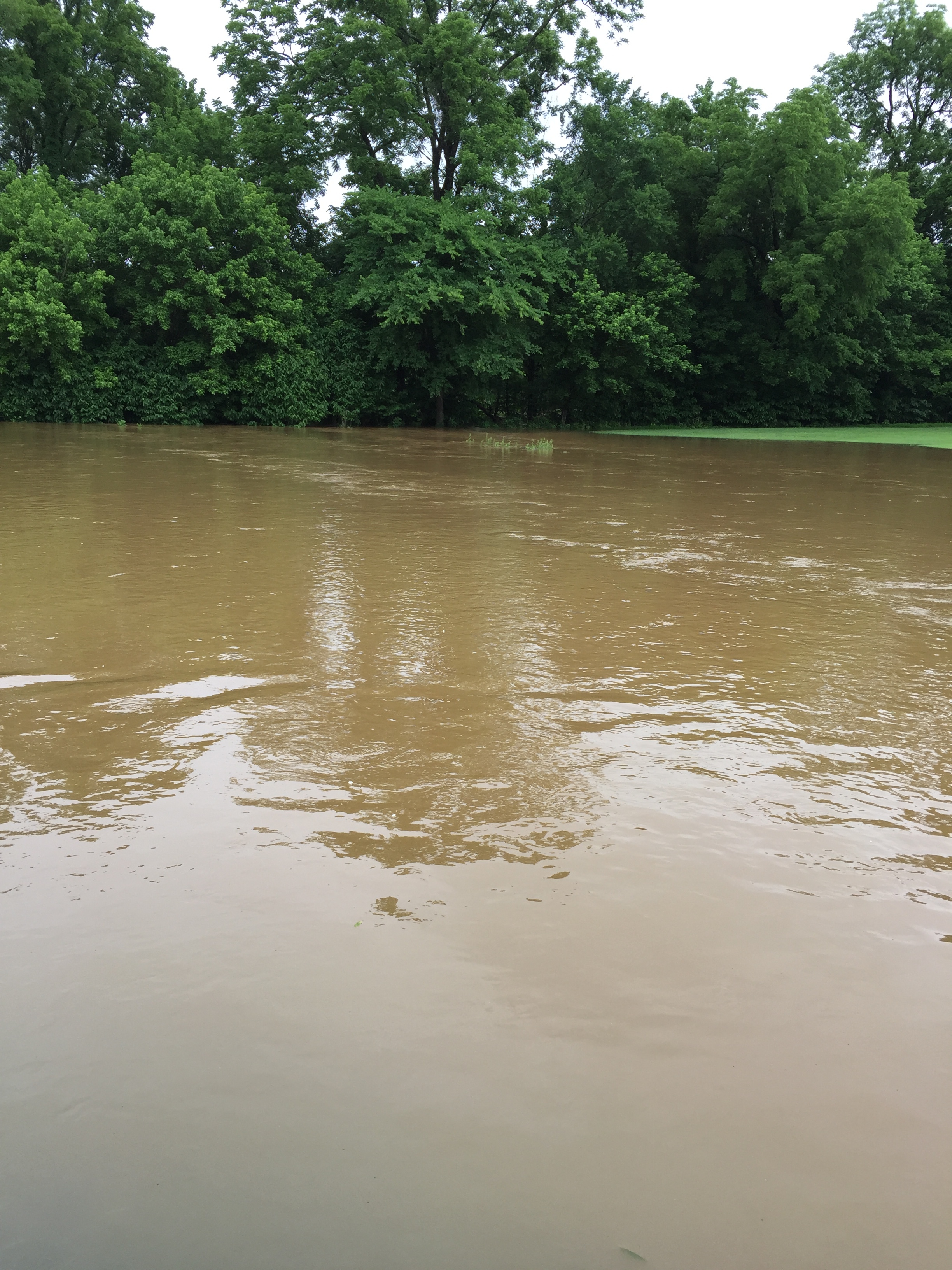 This is normally the green