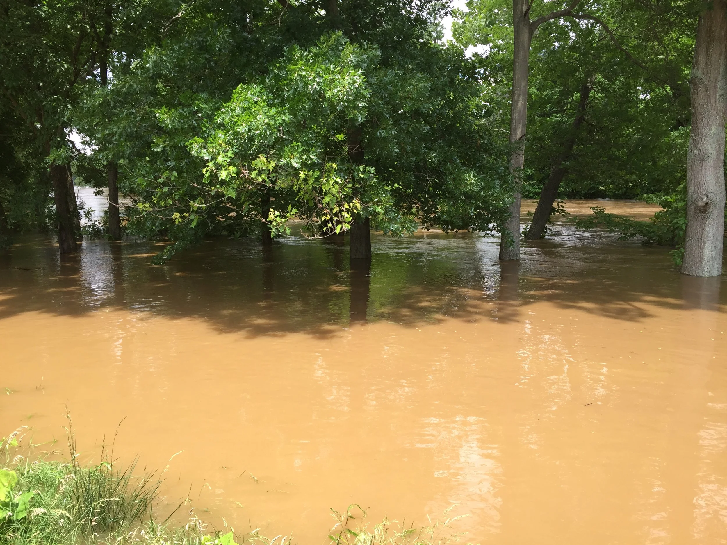 The riverbank is normally behind the tree line