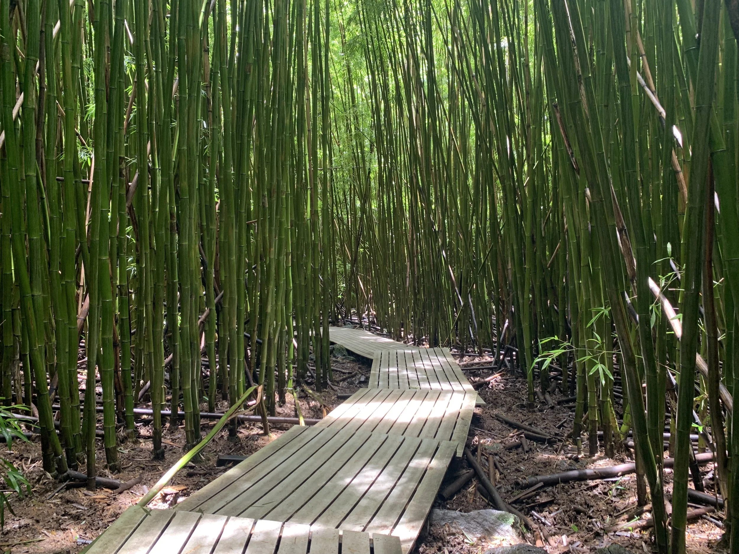 15 Things to Pack for Your Maui Vacation