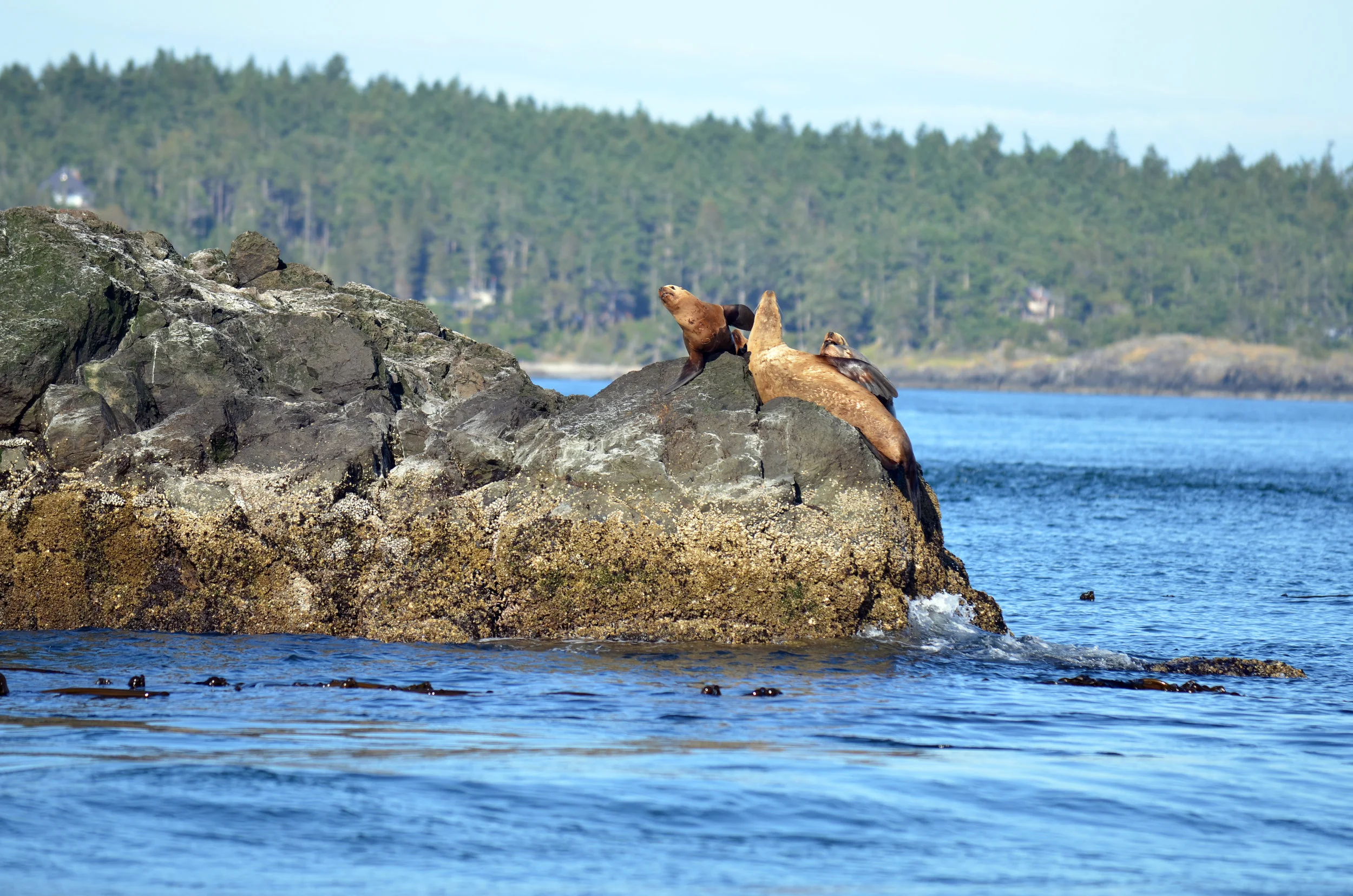 SealLions.jpg