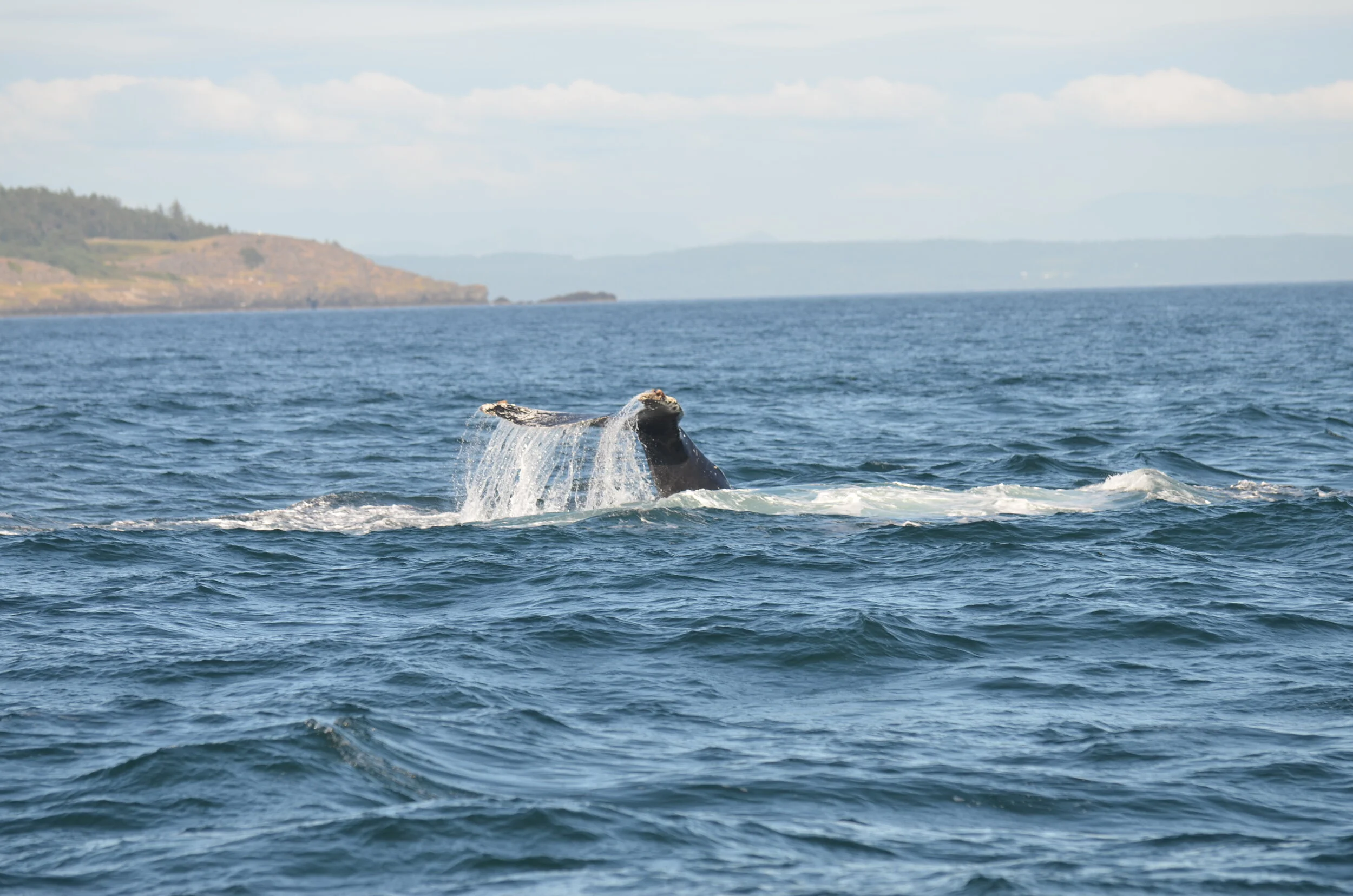DSC_1521.JPG