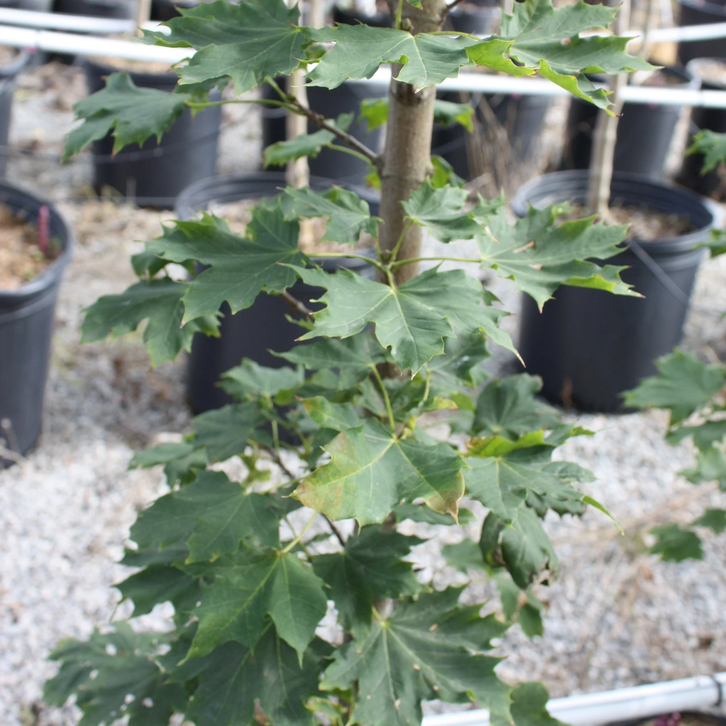 What's New — Woolverton Nursery