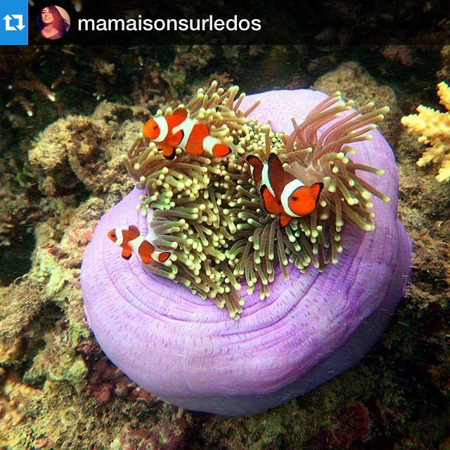 #Repost @mamaisonsurledos with @repostapp. ・・・ Underwarer colours #ilovephilippines