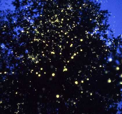 http_%2F%2F4.bp.blogspot.com%2F-WDahXvrIeME%2FUExBc_rsqYI%2FAAAAAAAACwI%2FUi1sphgFpO4%2Fs1600%2F1+-+firefly+watching+puerto+princesa.png