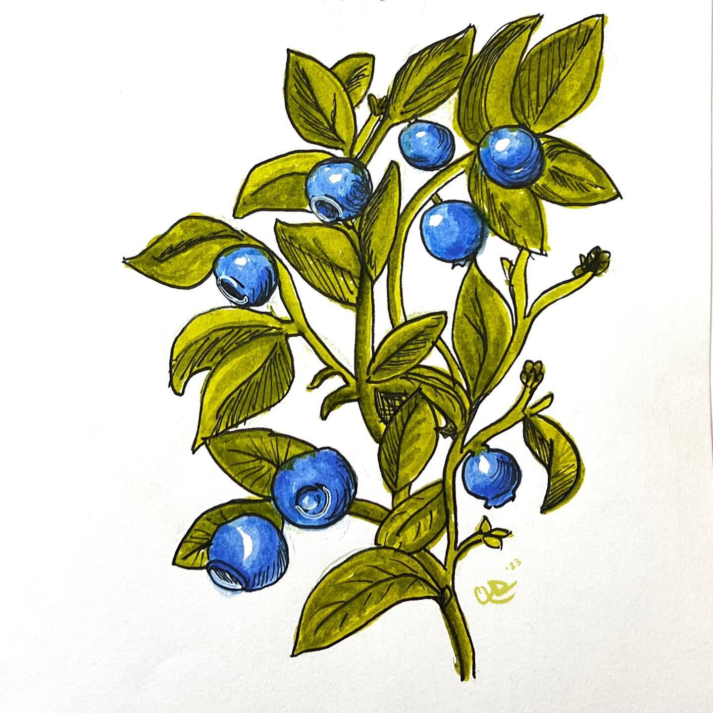 #falliscoming But first, blueberries! 🫐🌿
#newenglandartist 
.
.
.
.
.
.
.
.
.
.
#illustration #illustrationartists #artistsoninstagram #blueberries #blueberryart #illustrator #mixedmedia #sketchbook #artstudent #artstudy #sketch #artoftheday #emerg