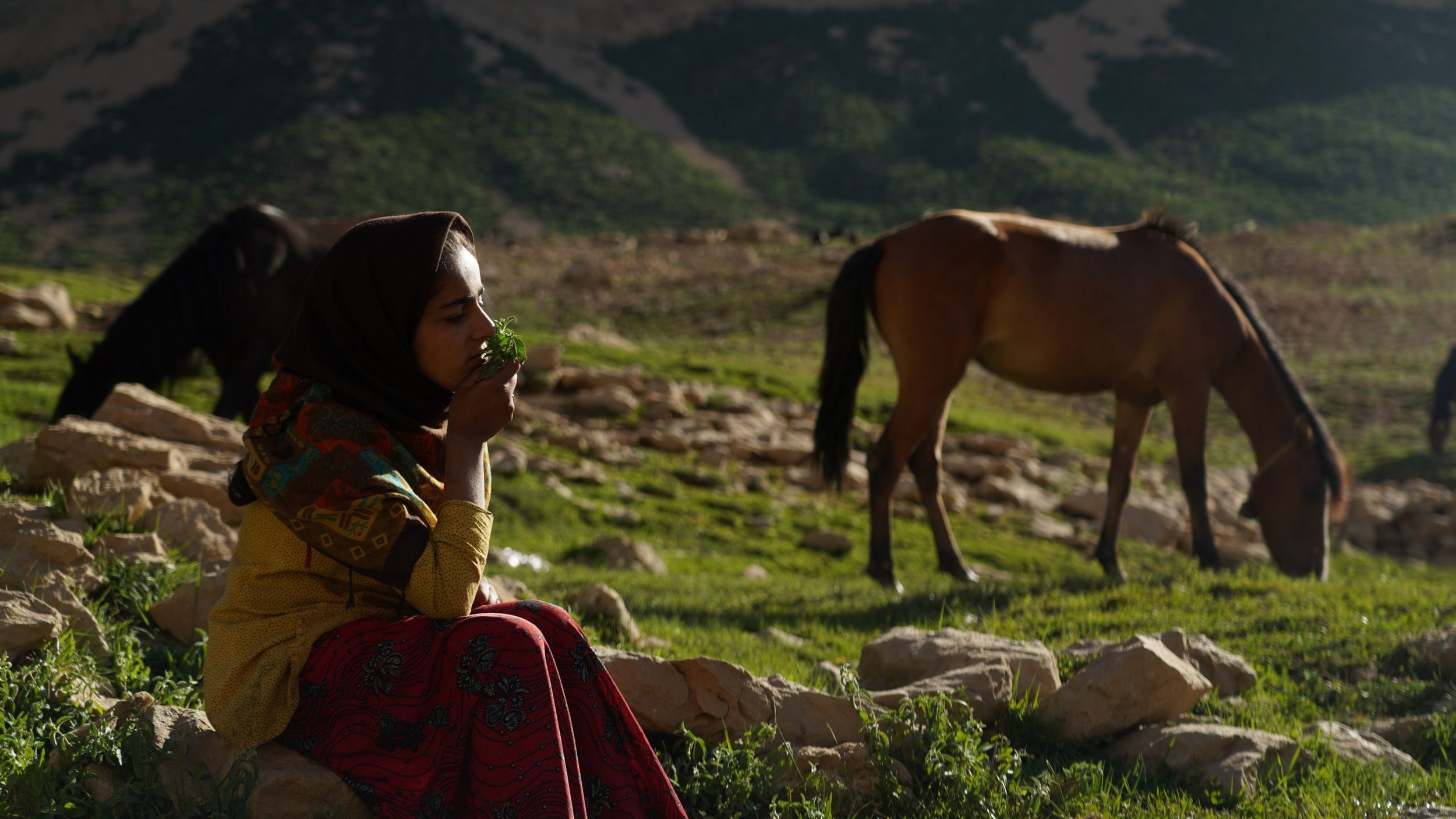 THE DREAM OF A HORSE_Still 3.jpeg