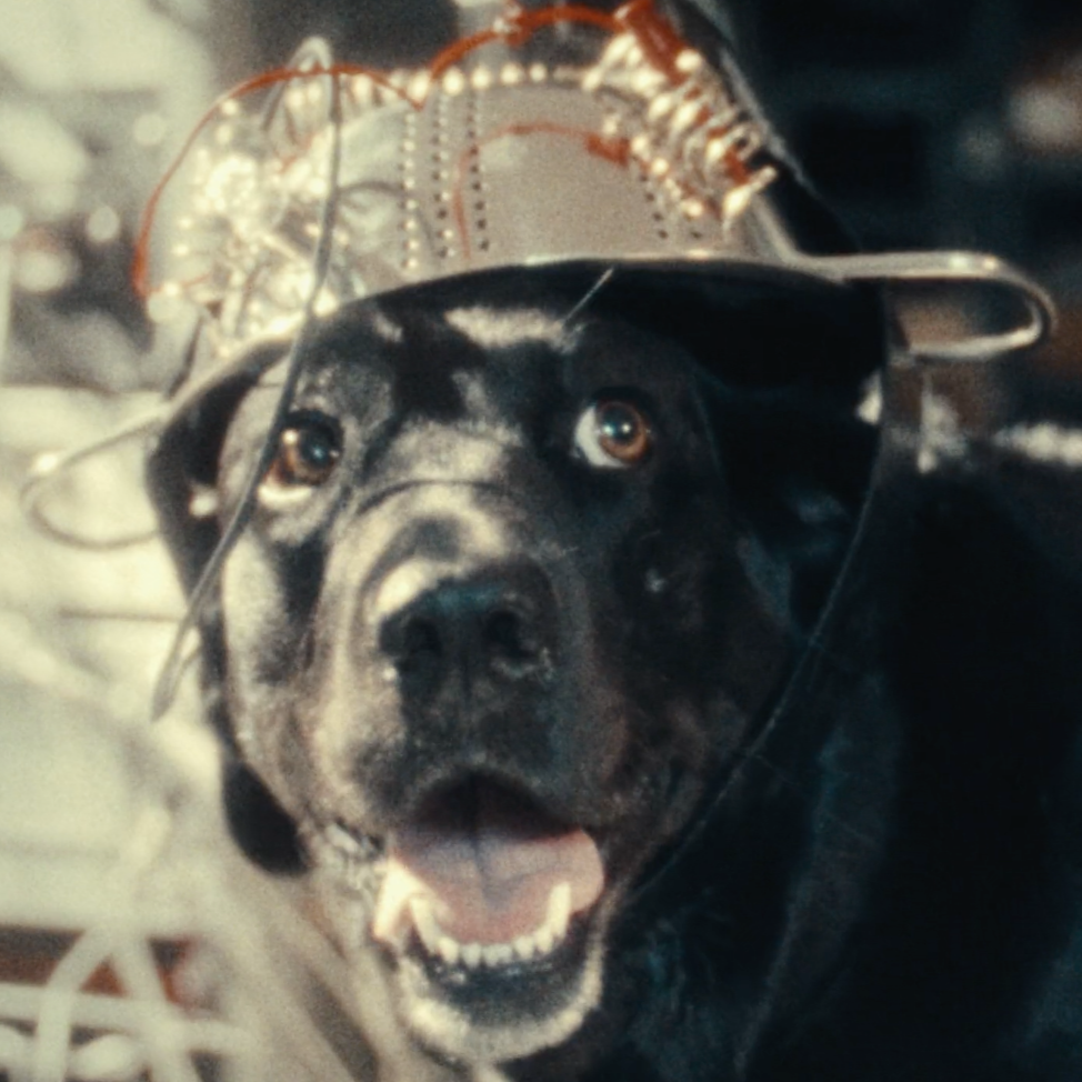 The Seeing Eye Dog Who Saw Too Much