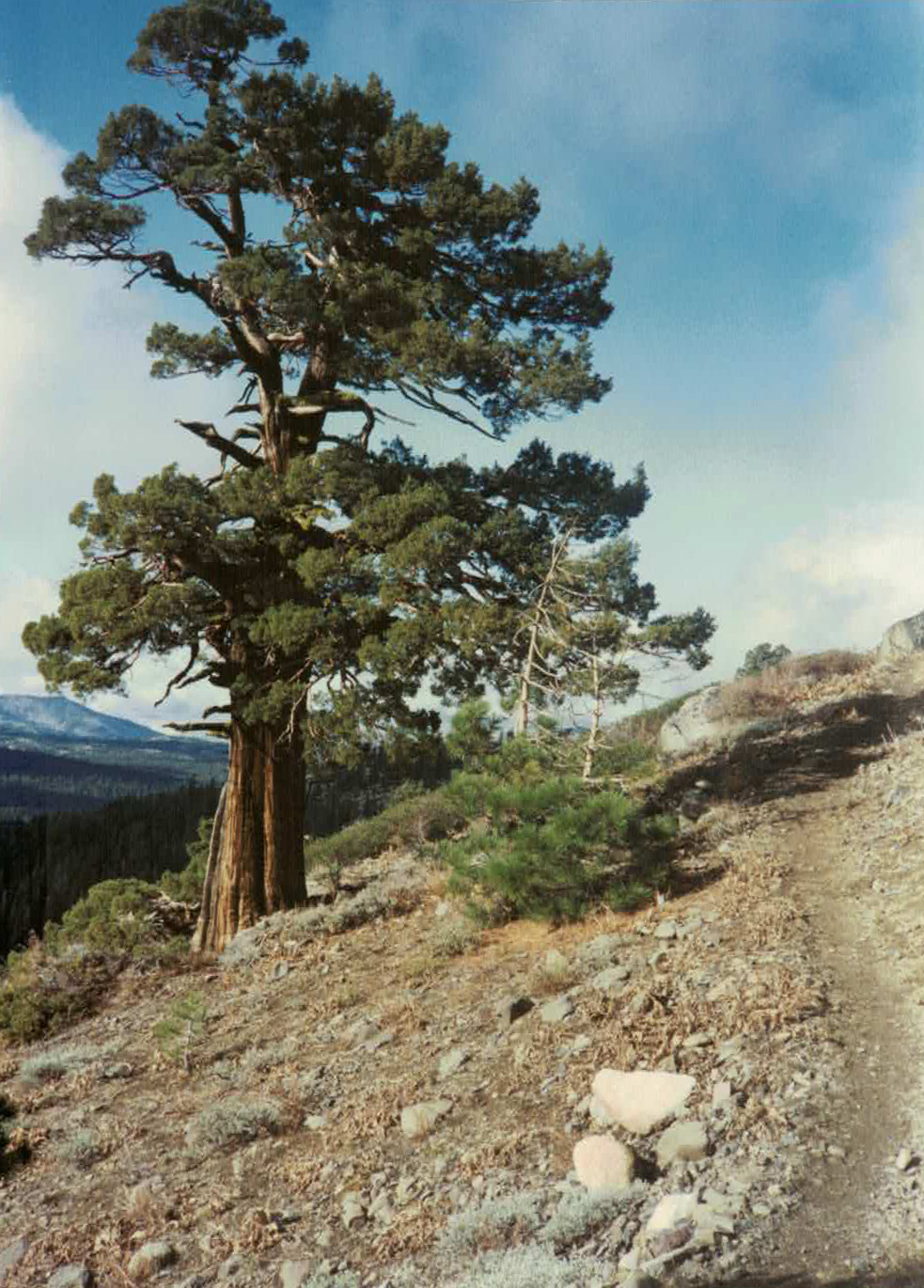 ON THE PACIFIC CREST TRAIL IN THE SIERRAS