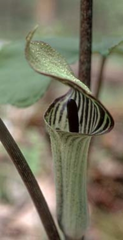 JACK IN THE PULPIT