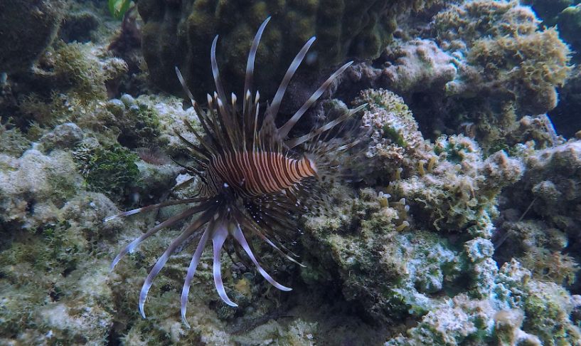 Rethinking the Lionfish Supply