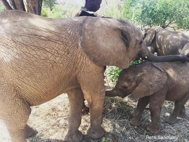 Elephant Biologger