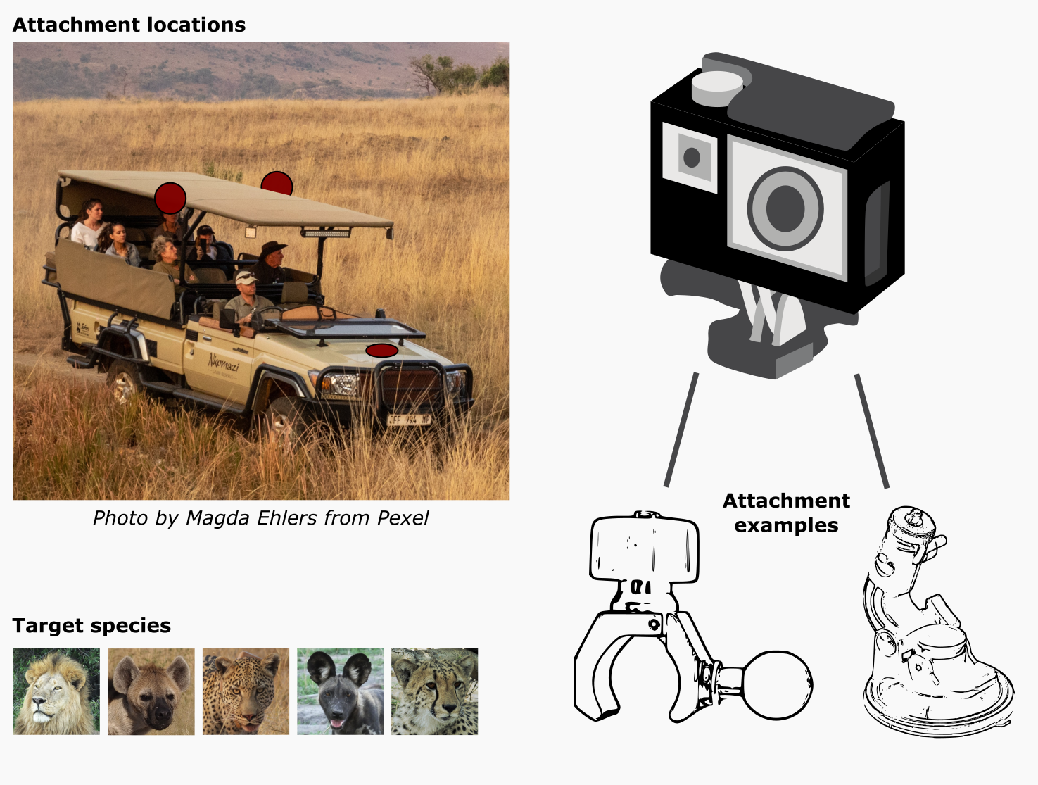 Species Safari Cam