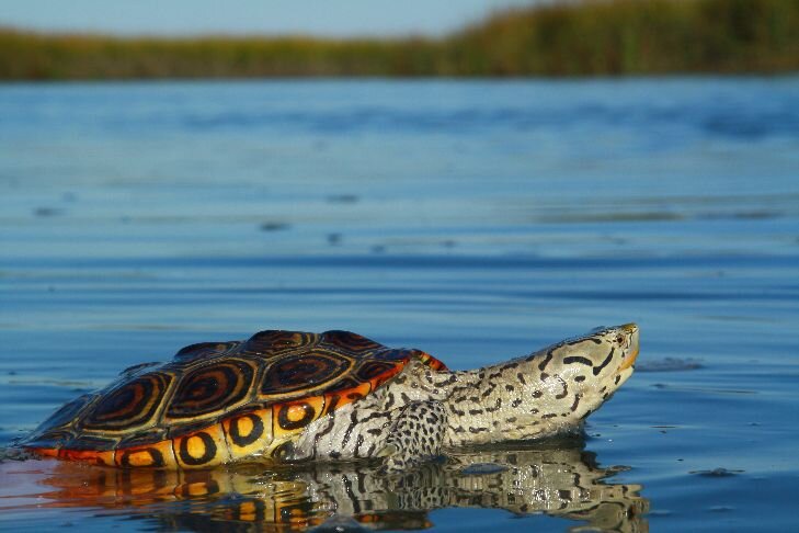 Terrapin Tracker