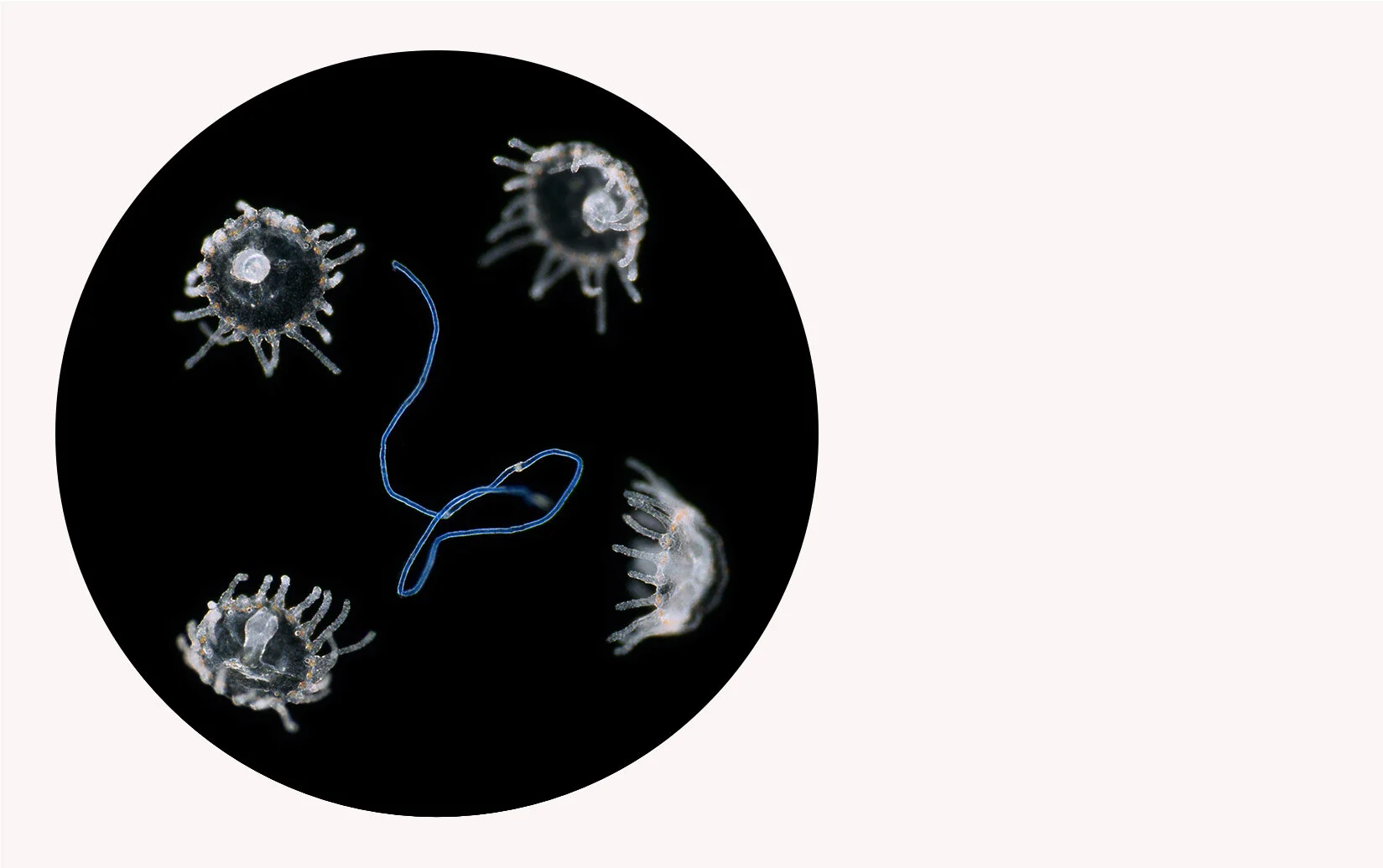 The Microfiber Innovation Challenge