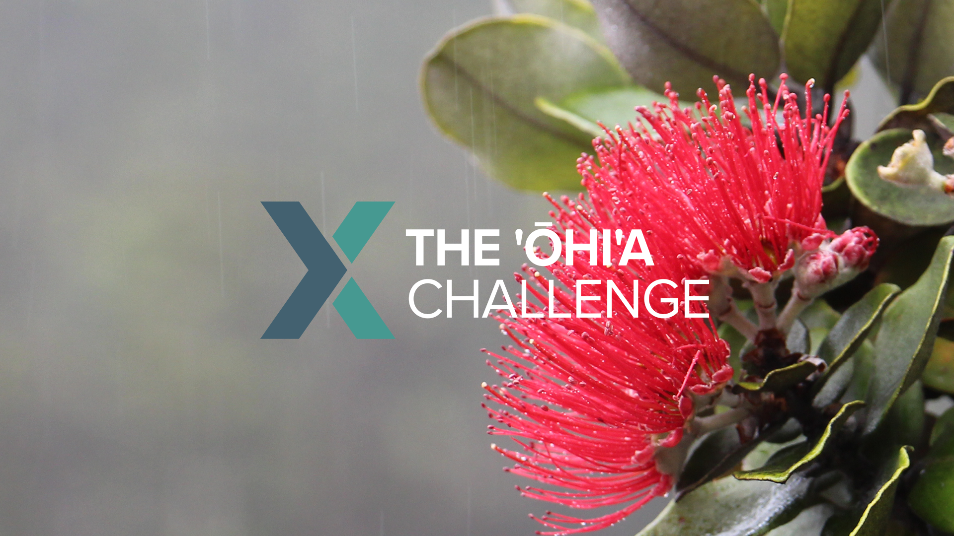 ohia-challenge.png