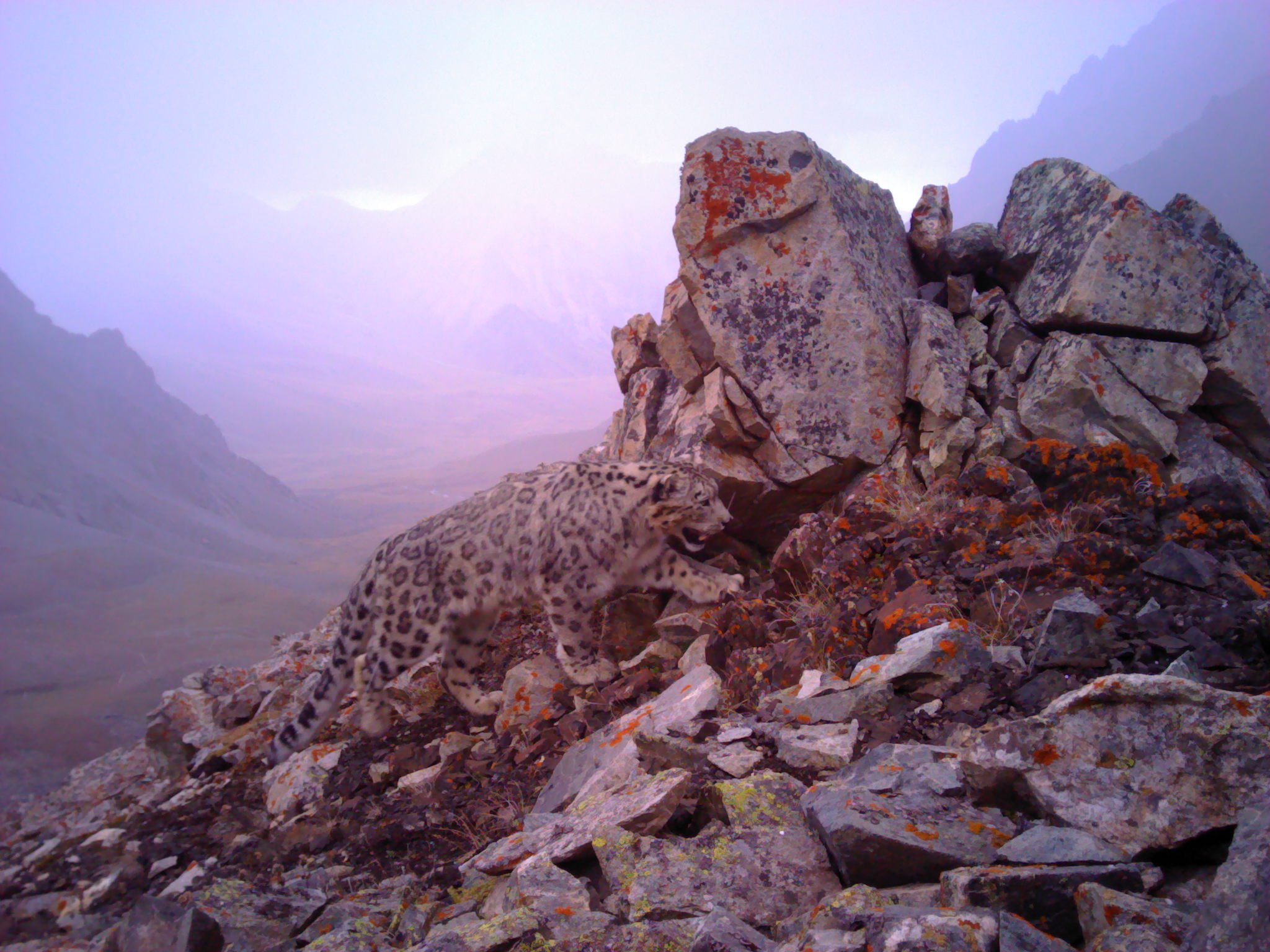 Snow leopard in Kyrgyzstan - Photo by Ilbirs Foundation/UNEP VT