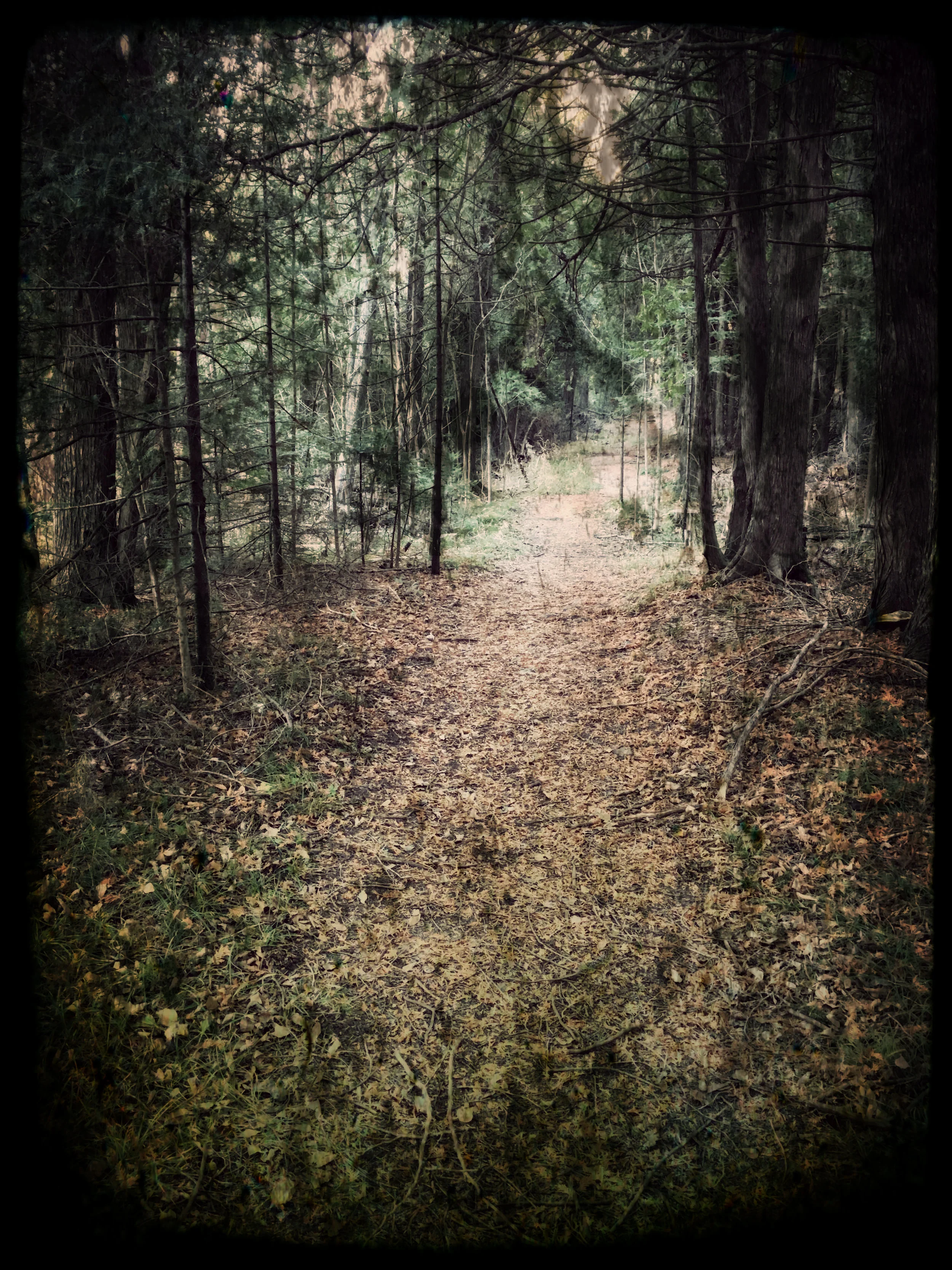 The Trail Out.jpg