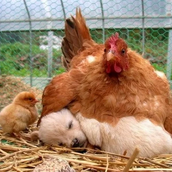 The Incredible Egg 3 Reasons Eggs Aren’t All They’re Cracked