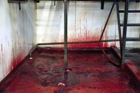 Again, I am sparing you from actually seeing the soybeans being killed for vegans' selfish palate pleasure.