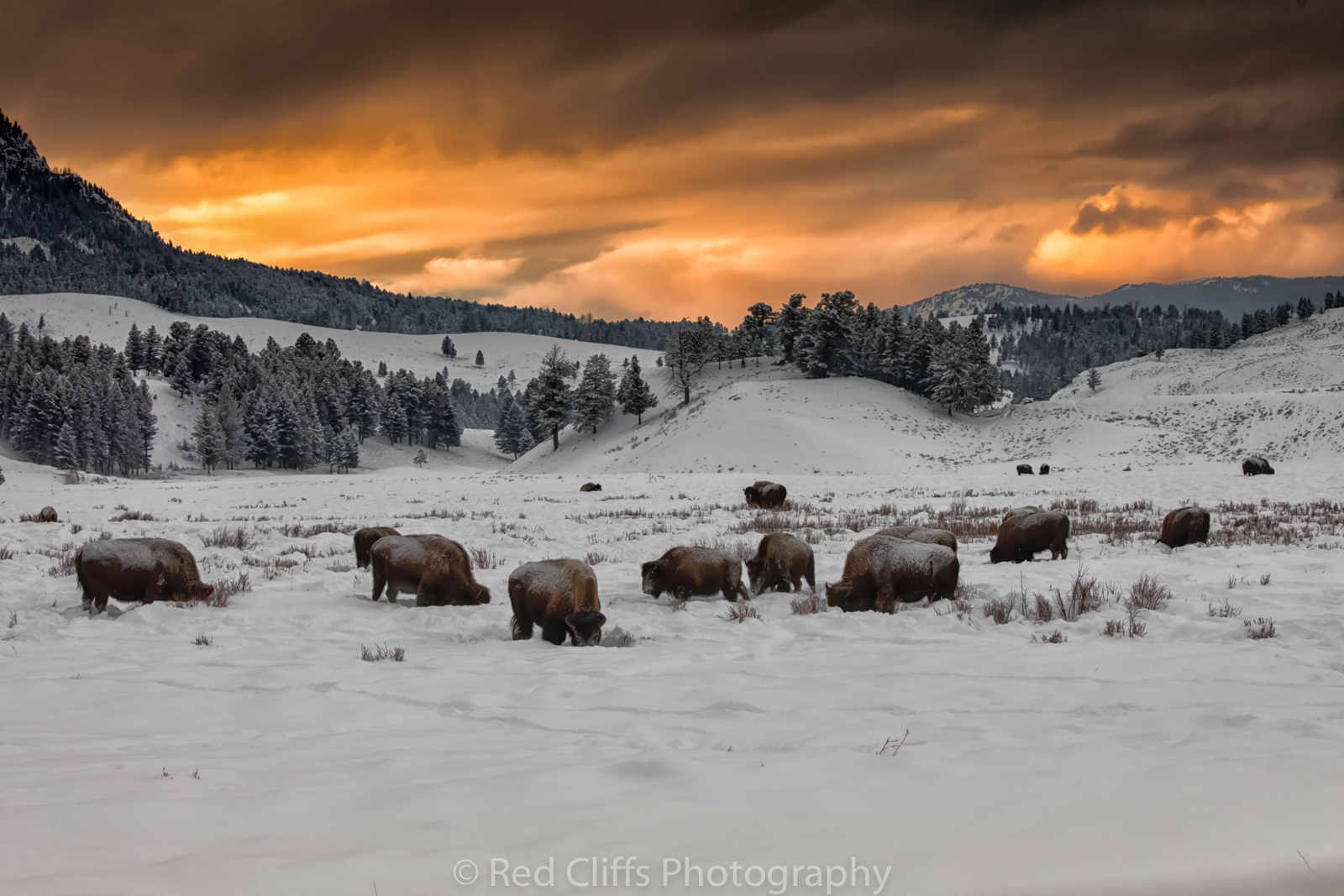 Bison at sunset in Yellowstone near Tower Junction. As we where driving back at the end of the day we came upon this sunset. I slammed on the brakes and jumped out in time to get a few shots off before the sky went away.