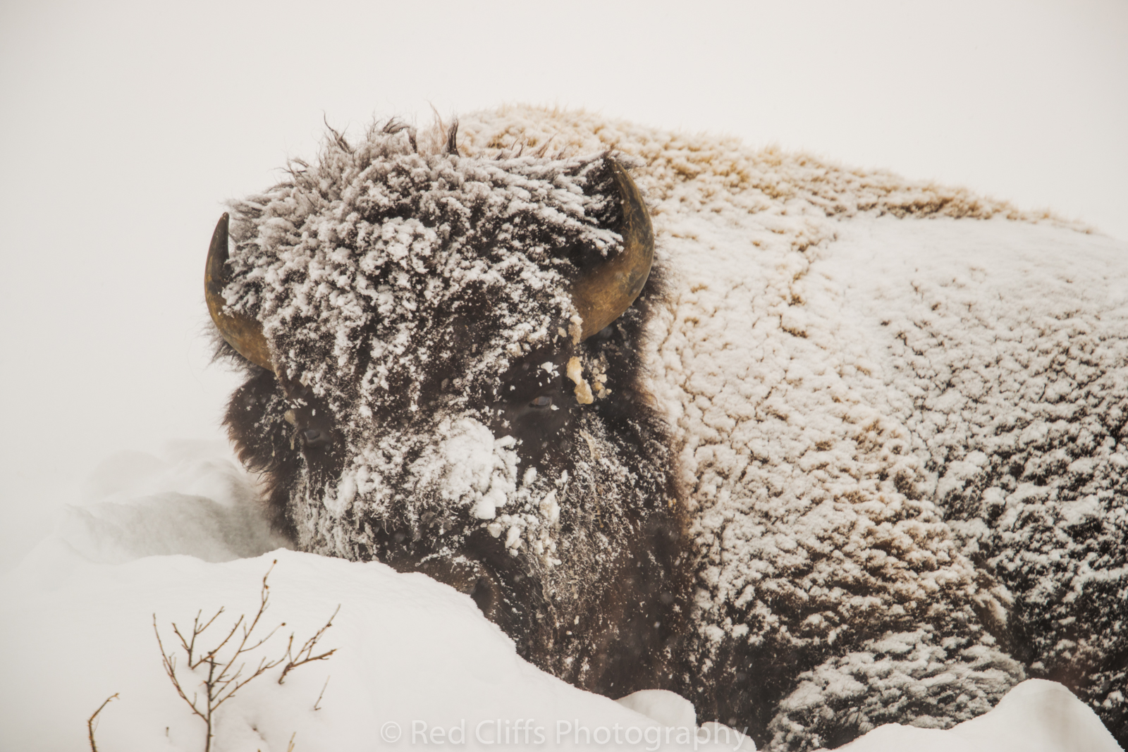 Bison in the storm near Mammoth Hot Springs. We got up to lots of fresh snow that covered the roads overnight. We had to wait for the plows to clear the road and ended up finding this Bison along the road . 