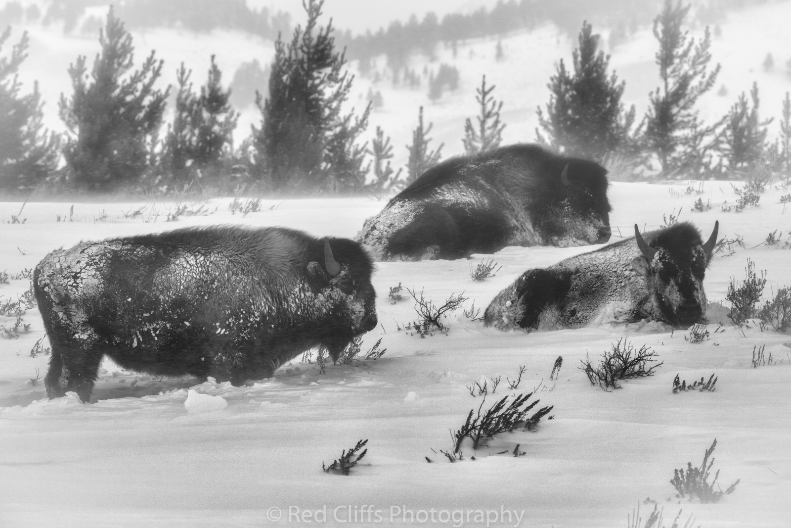 These poor Bison trying to hide from the storm. The 30 plus MPH wind made for some miserable shooting conditions. We hiked out closer to the Bison to get a better angle. the deep snow made for a tough hike. The wind was blowing and this spot was very exposed but the Bison did not appear to mind the conditions.