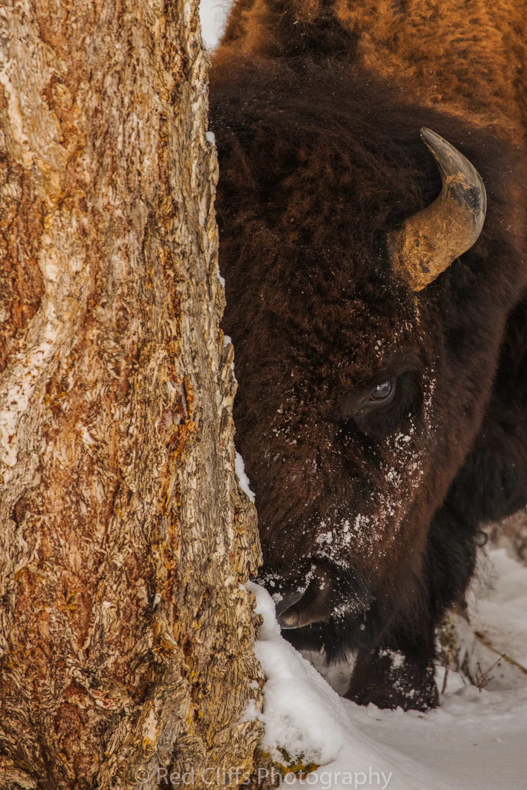 Bison watching me after he had been scratching on this tree. 