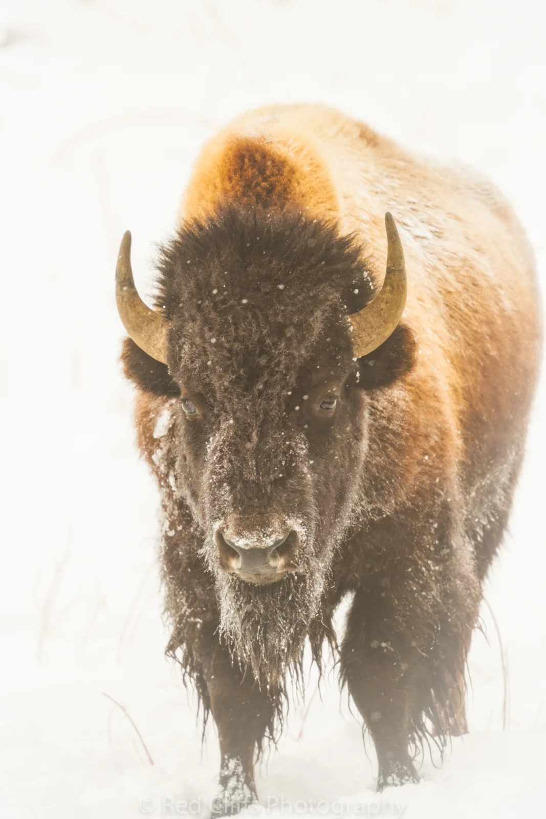 Bison in the fog along the river. I have wanted to get a shot like this for some time and I was lucky that everything came together this day.