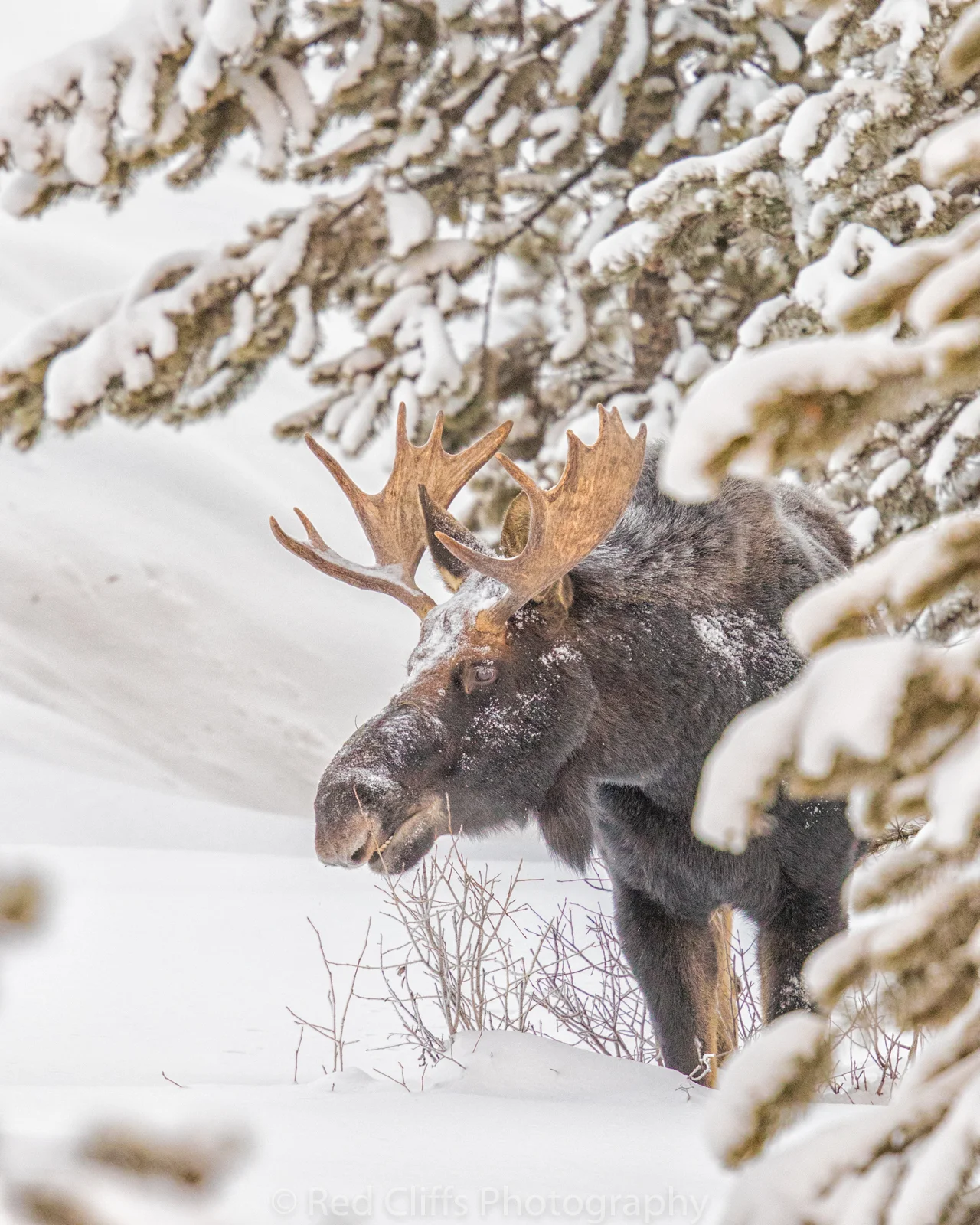 We waited for him to come out of the woods. I think he was waiting for use to get cold and leave. The temp that morning was -27 degrees not the temp you want to stand out in for very long. after waiting for over 1 1/2 hours he came out.