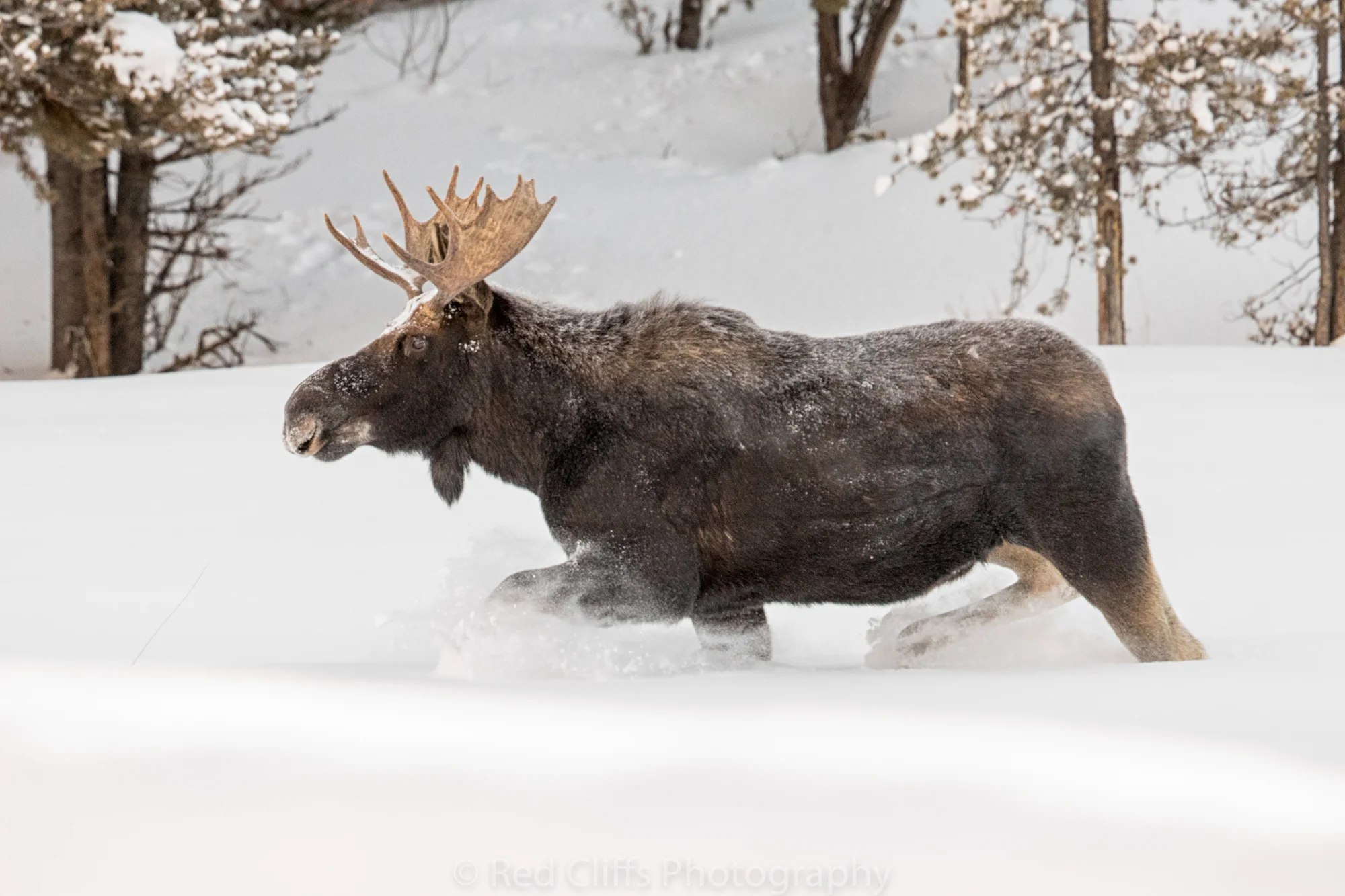 He was just amazing to watch run such a large animal just floating through the snow.