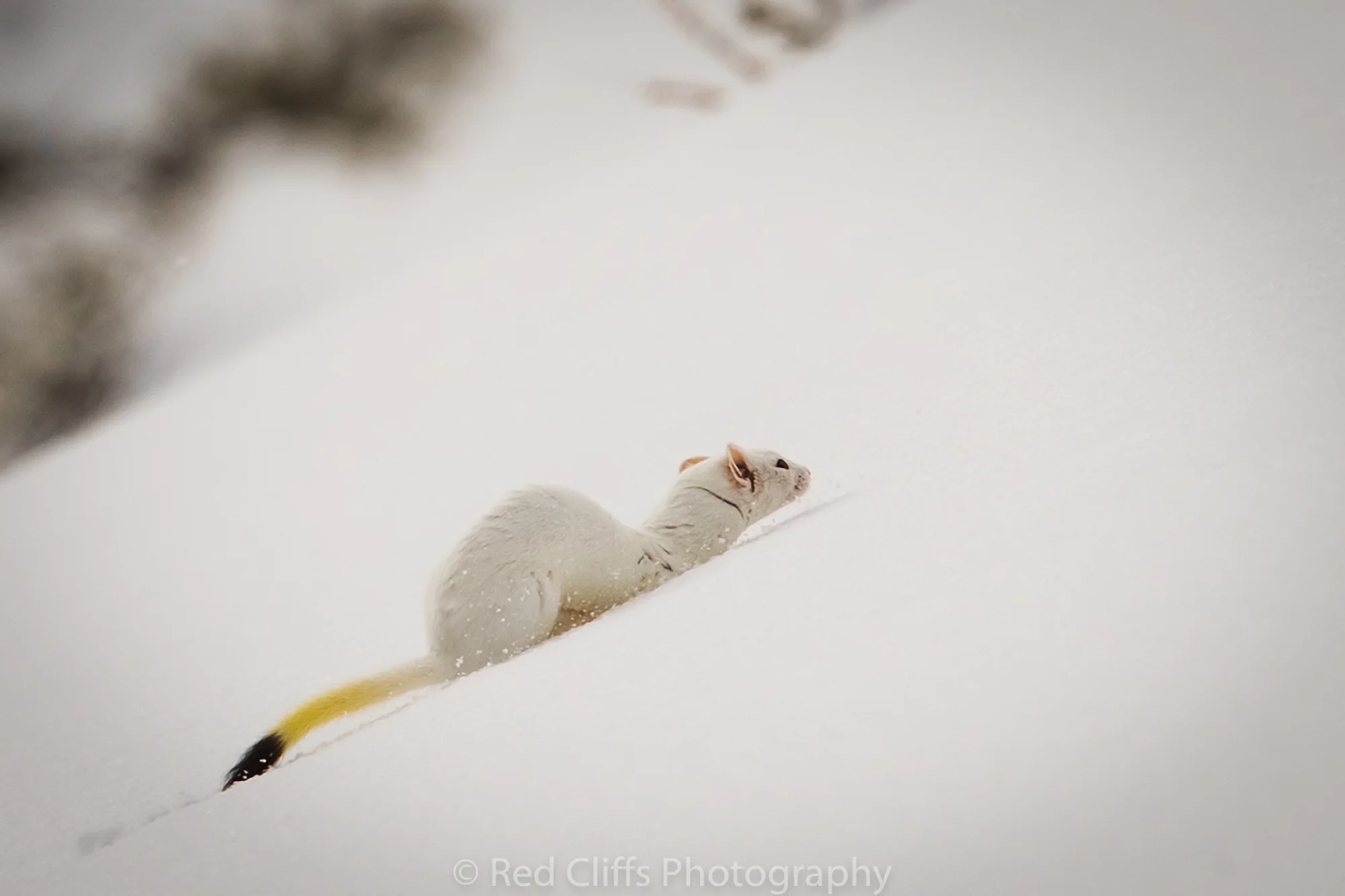 Some of the other small animals we had the chance to see included a squirrel that was racing around in some trees.