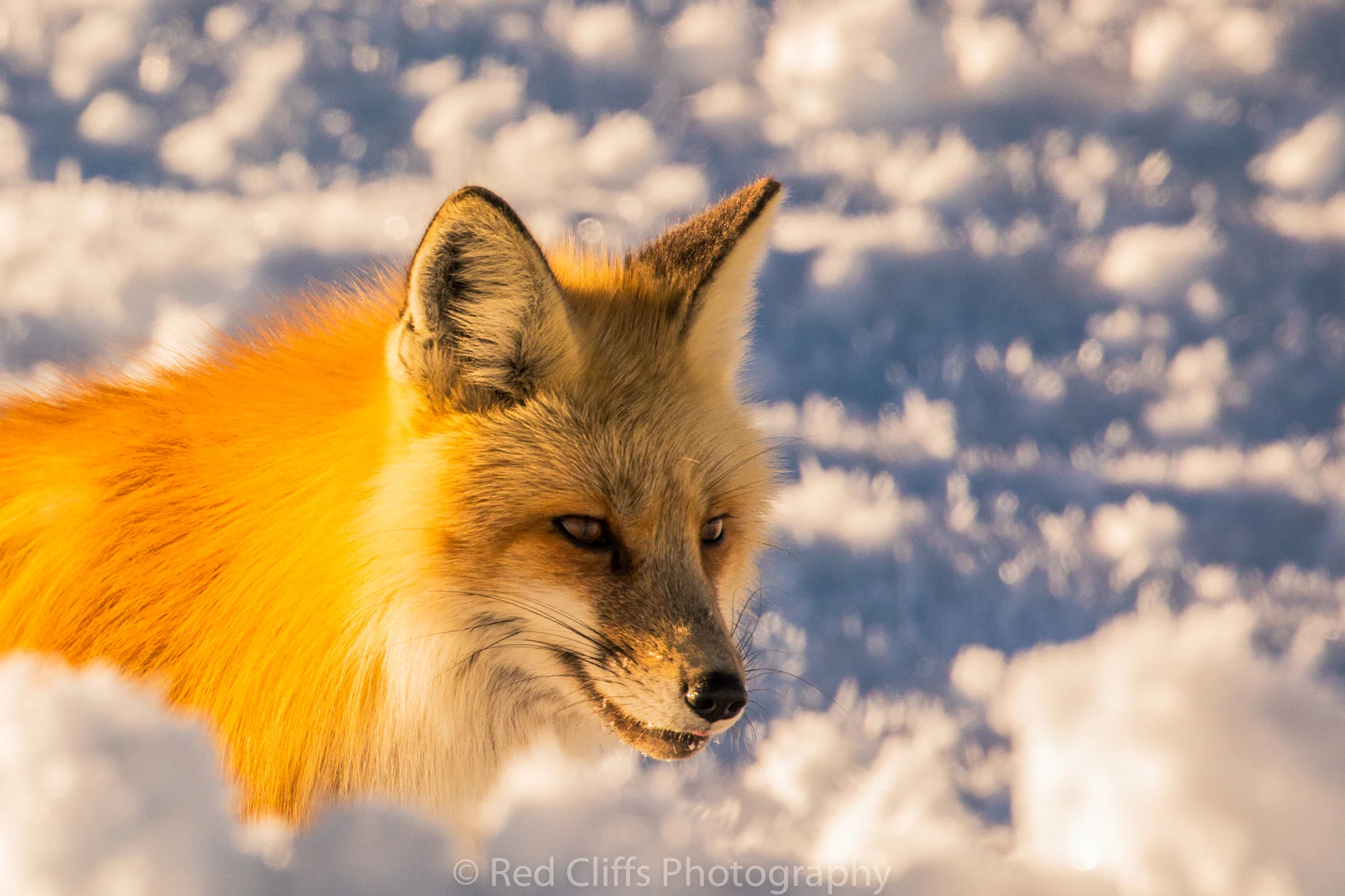 We photographed this little fellow till he moved back down the hill into the forest.