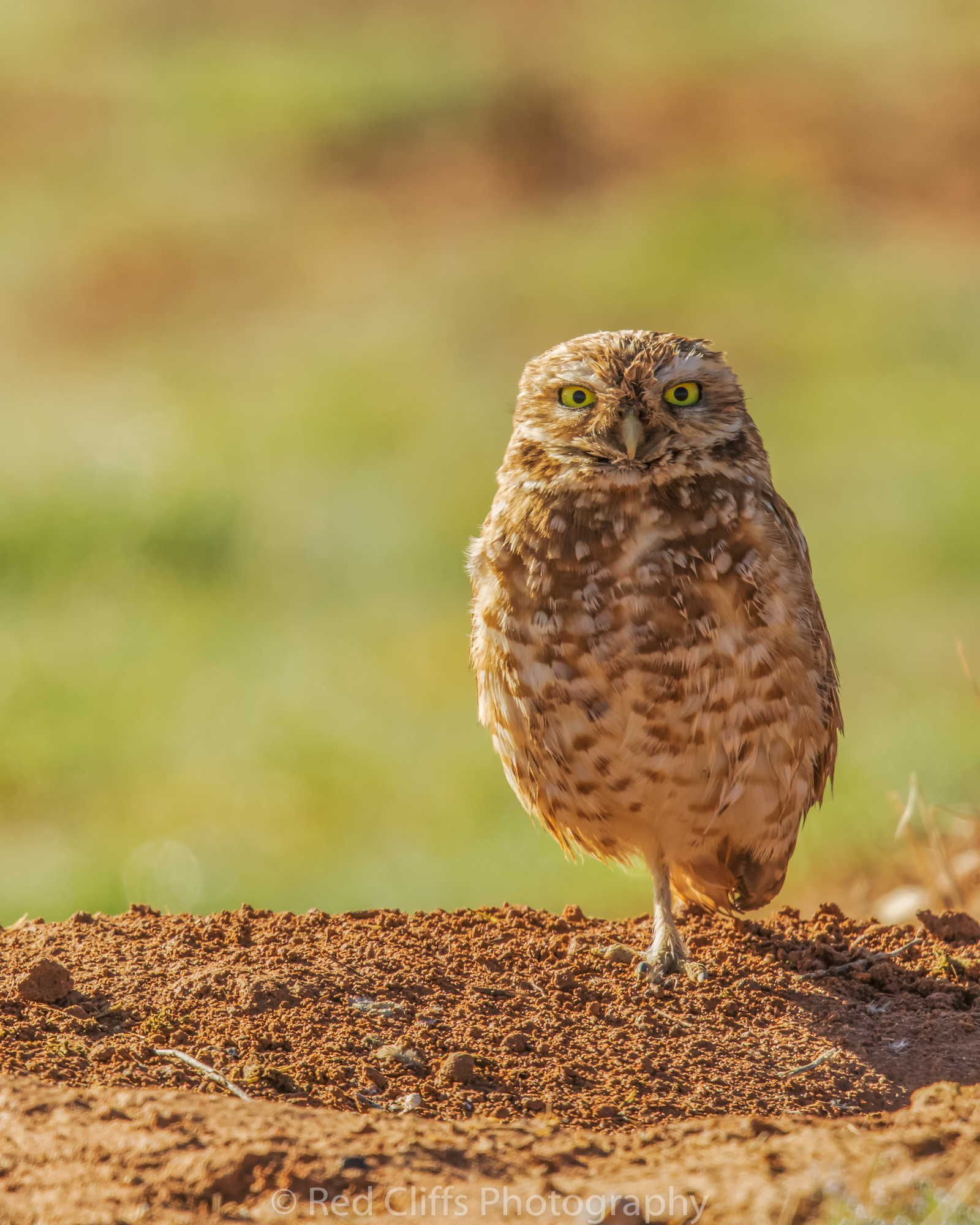 They do like standing on one foot.
