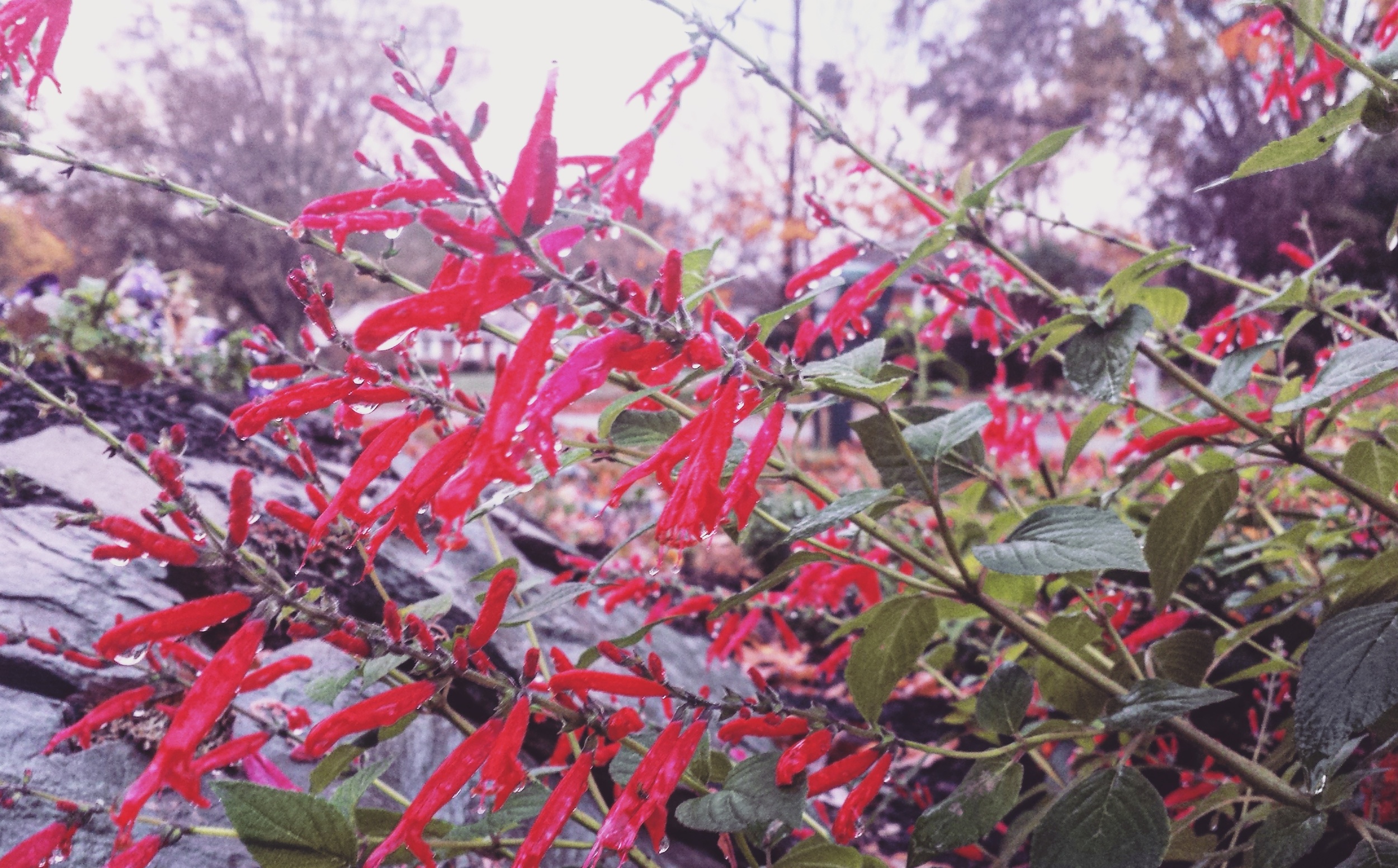 Pineapple sage at the herb spiral