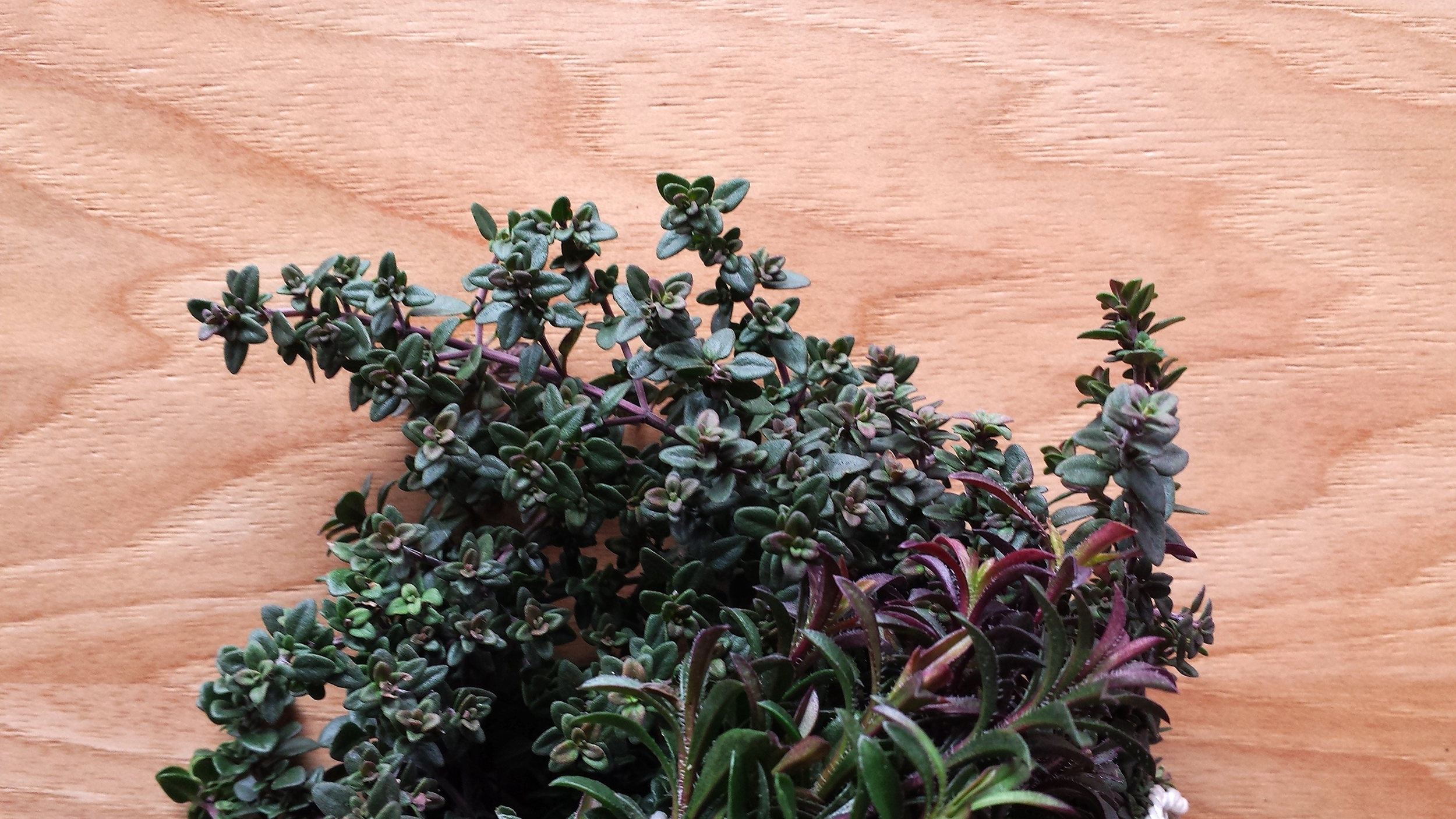 Thanks for taking the thyme (here we go...) to read this long winded first post!