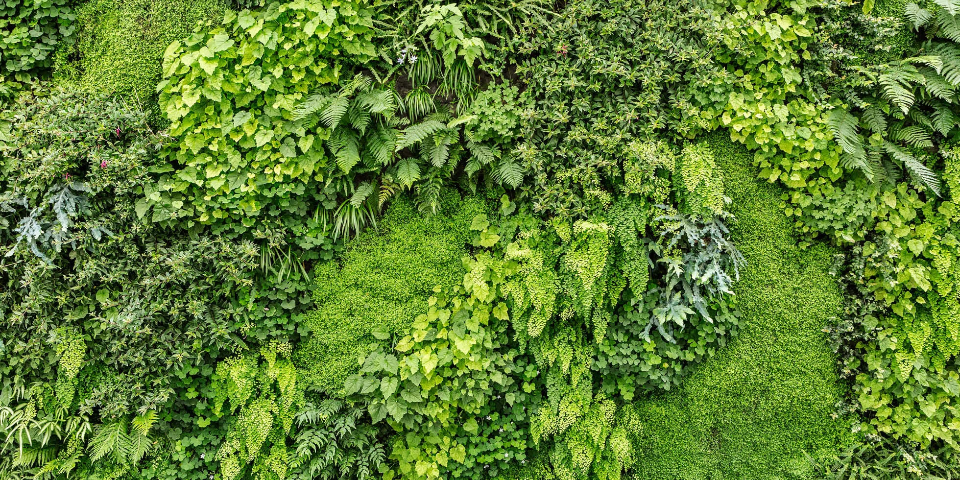 sfmoma_living_wall3.jpg