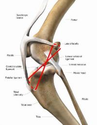 cruciate ligament cranial acl knee ligamento joint cruzado tibial quizlet anatomia dog ecr rupture ligaments anterior femur tta osteotomy canina