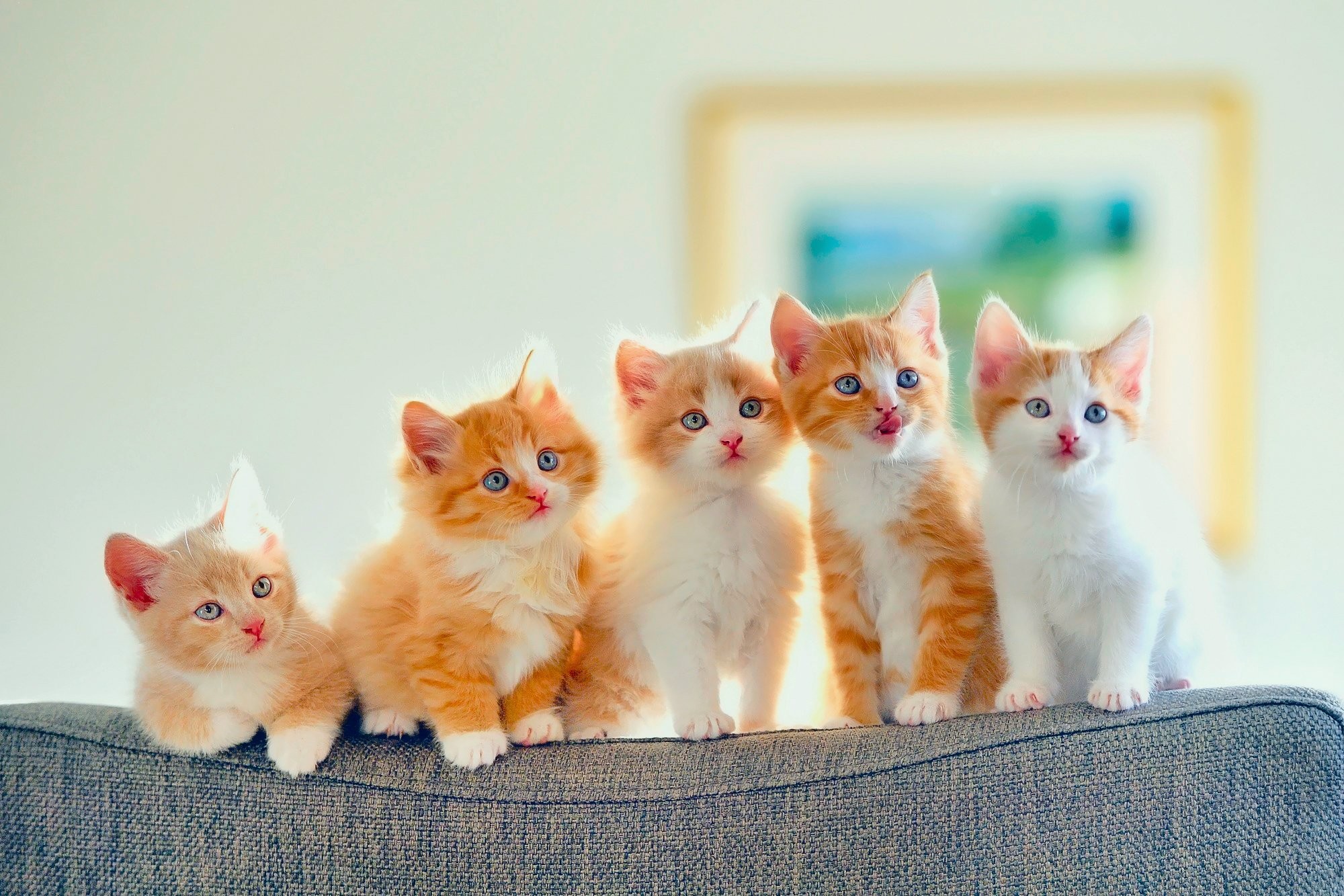 cute cats and kittens