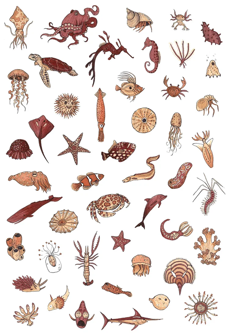 sea creatures.jpg