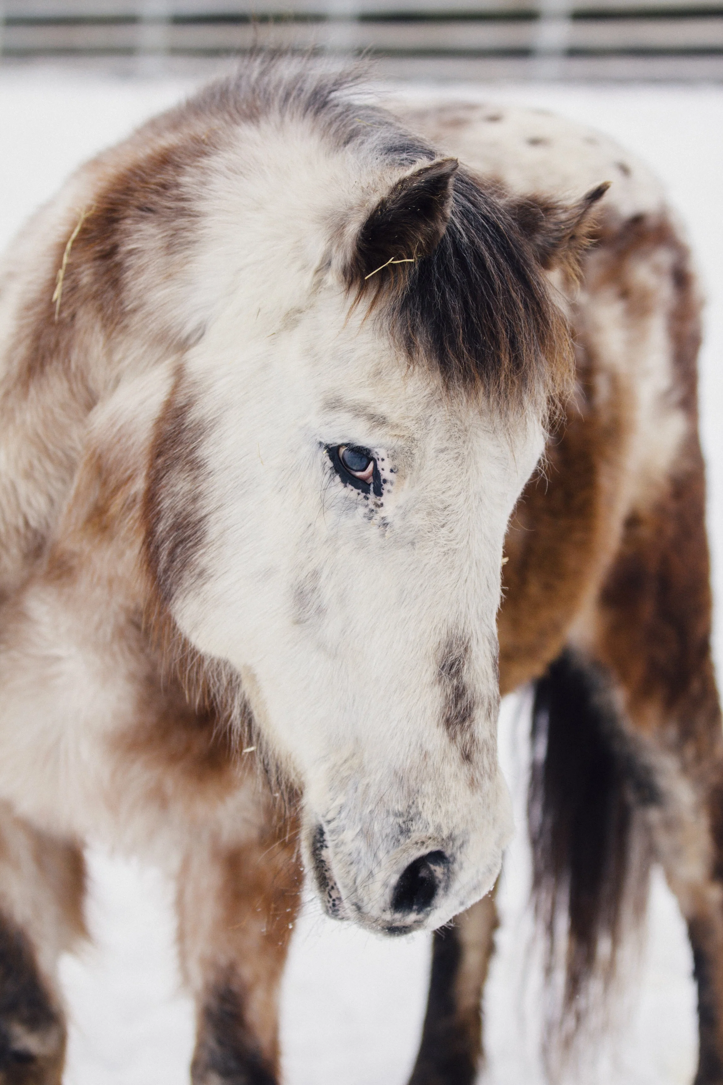 One of the sixty horses on the property at Strohfus Stock Farm