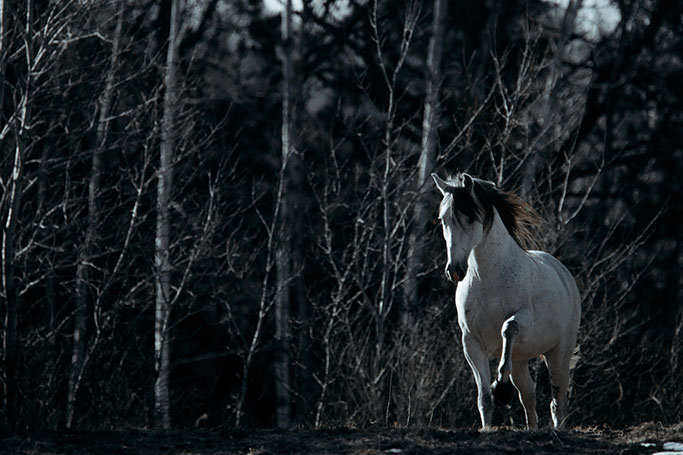 minnesota-horse-equine-photographer-alyssa-smolen-photography24.jpg