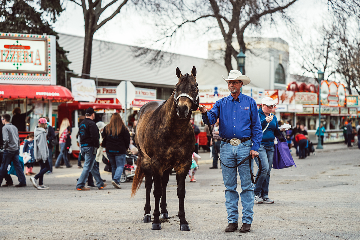 dapple quarter horse minnesota horse expo alyssa smolen photography.jpg