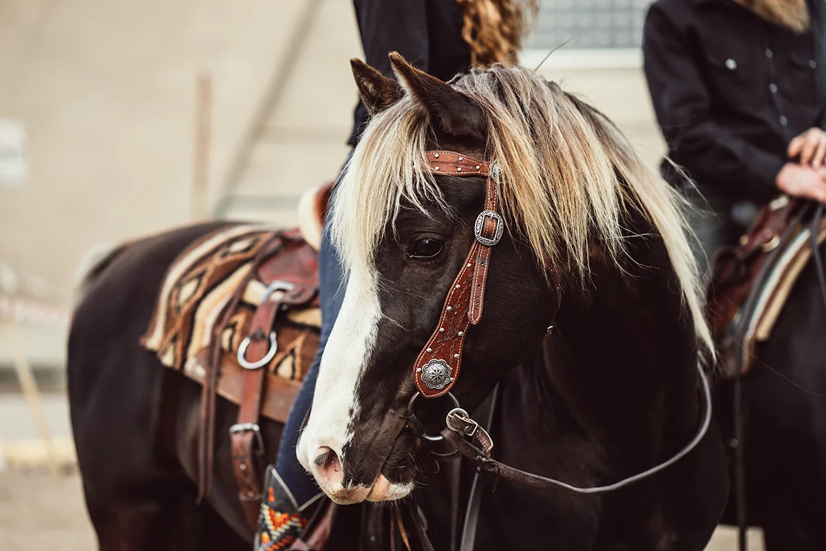 rsquared ranch minnesota horse expo rocky mountain horse alyssa smolen photography.jpg