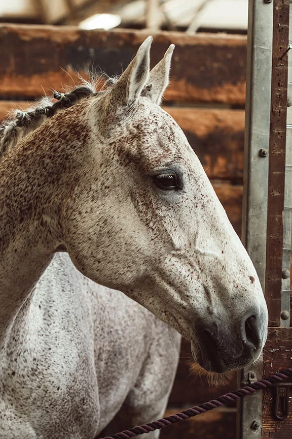 Minnesota-Horse-Expo-Alyssa-Smolen-Photography-3.jpg