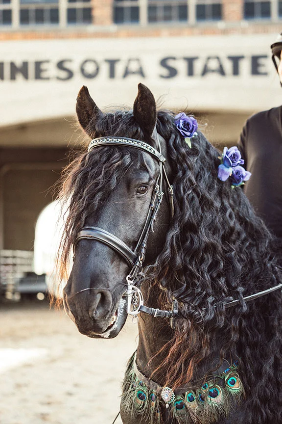 Minnesota-Horse-Expo-Klaas-Friesian-Stallion-Alyssa-Smolen-Photography-3.jpg