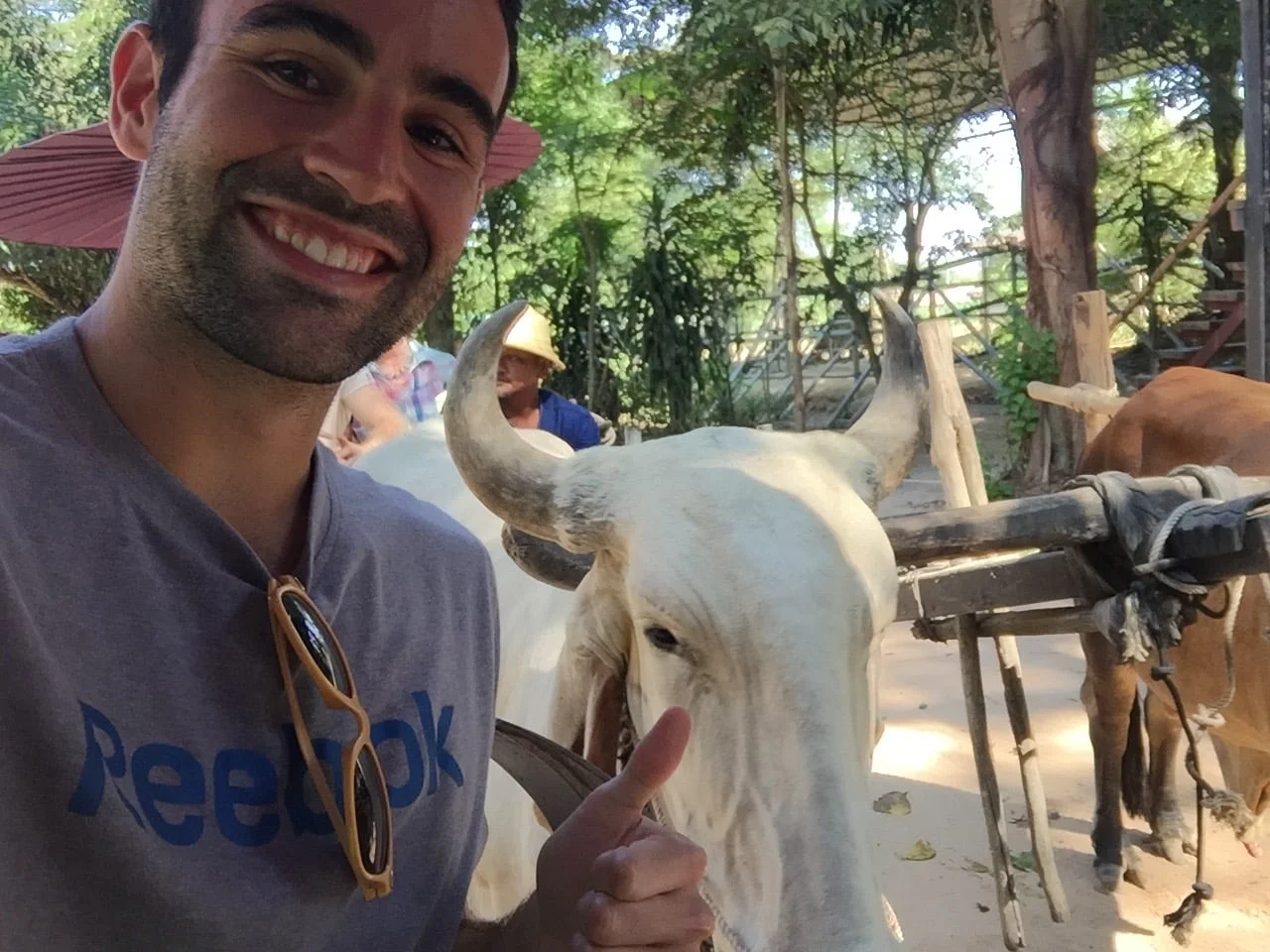  To get to the elephants, we had to take an ox ride... 