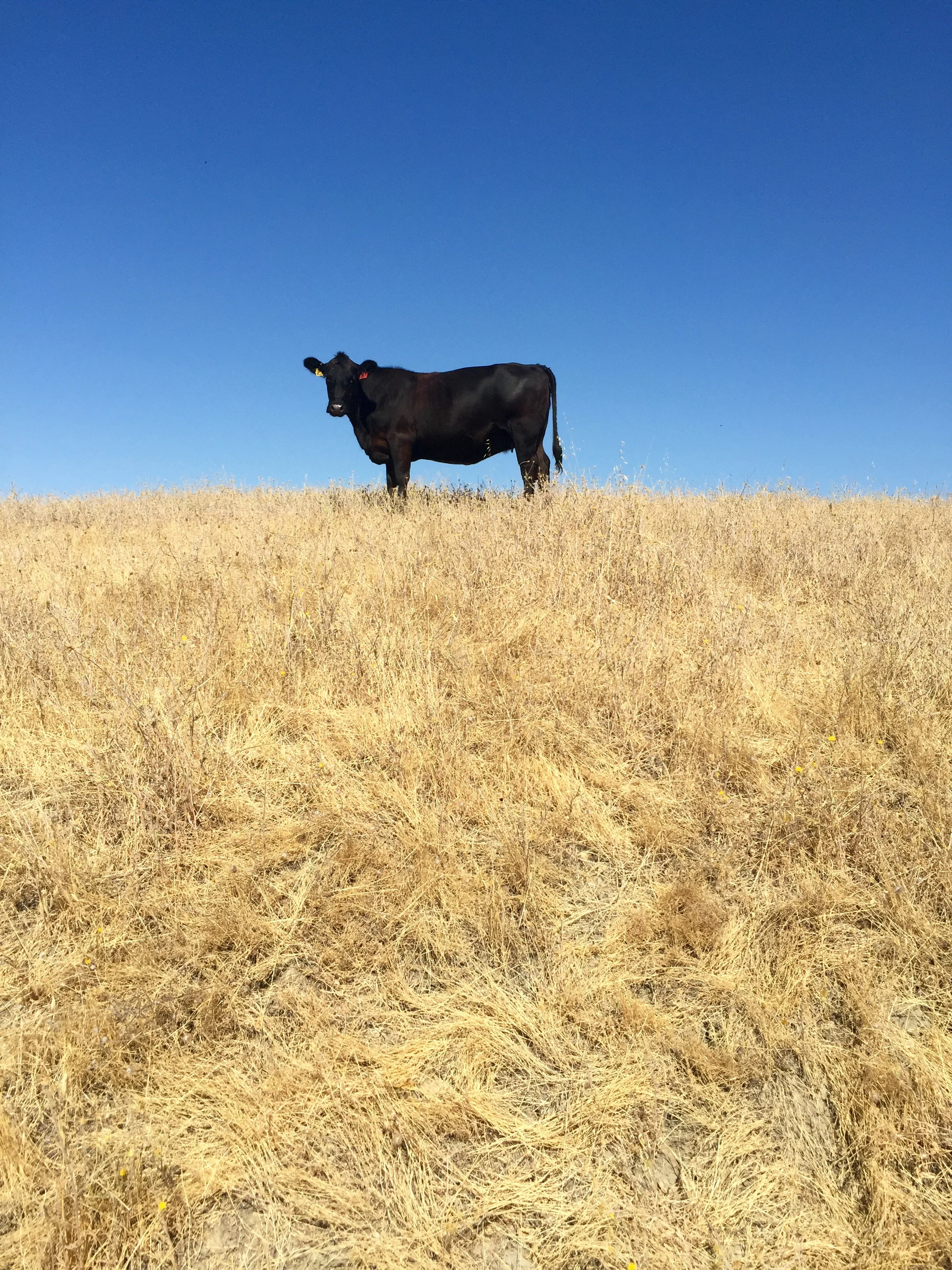 FullSizeRender (1).jpg
