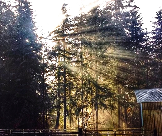 this morning at my house_preview.jpeg