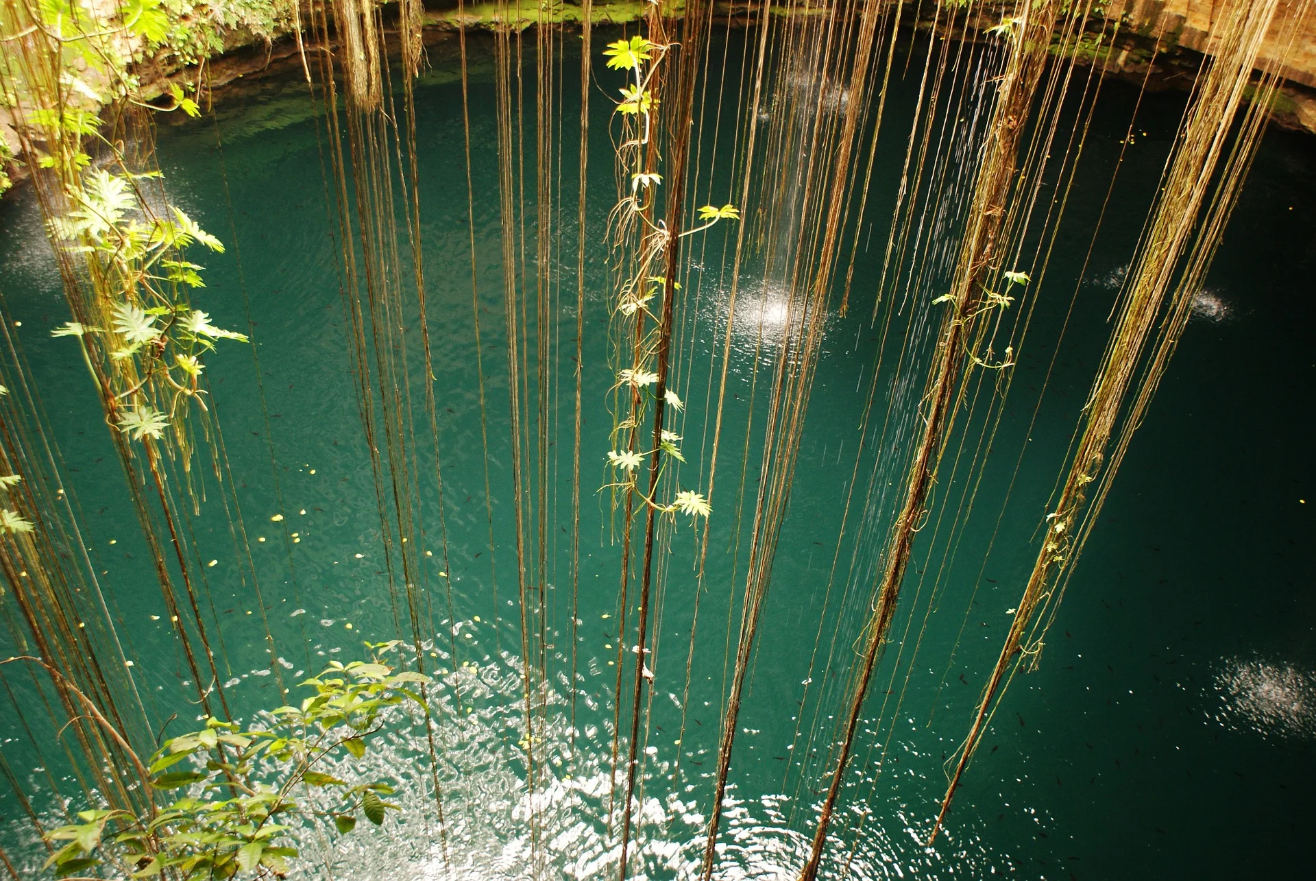 jungle-868966_1920.jpg